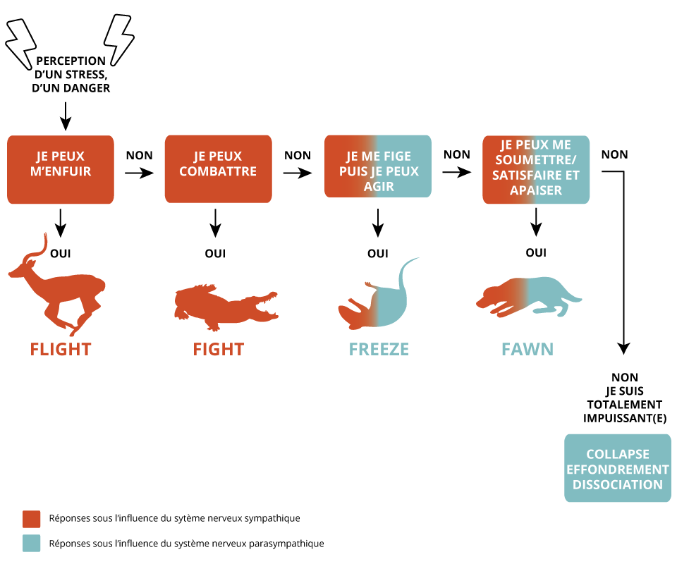 Fight, Flight, Freeze, Fawn : nos réactions au stress et au danger