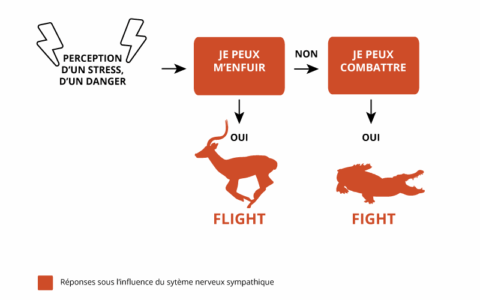 Flight, Fight, Freeze, Fawn : nos réactions au stress et au danger