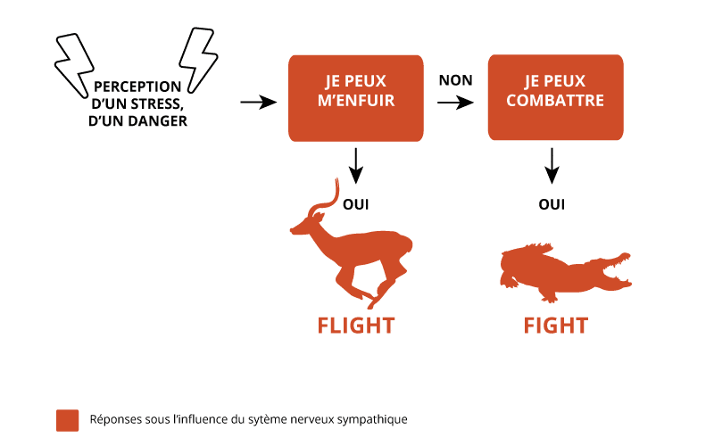 Flight or fight : fuir ou combattre 